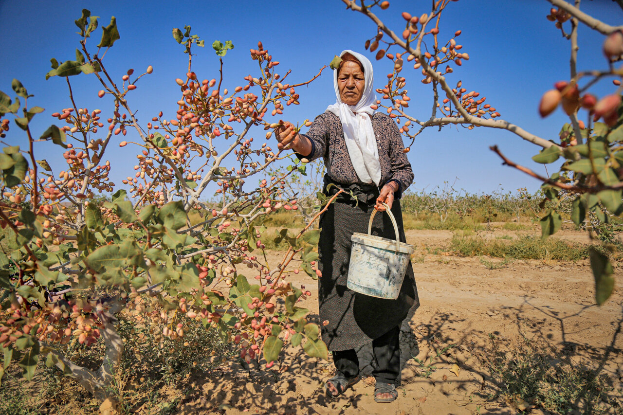 Pistachio harvest underway in southern Kerman 