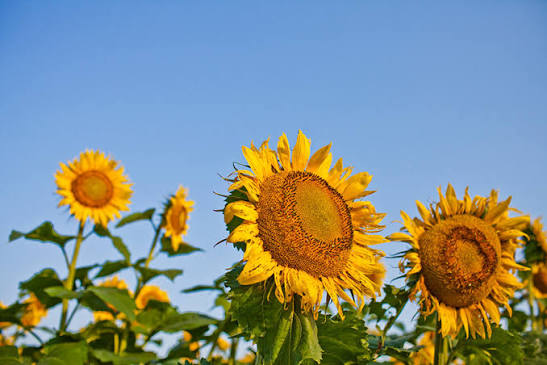 Sunflower harvest begins in North Khorasan
