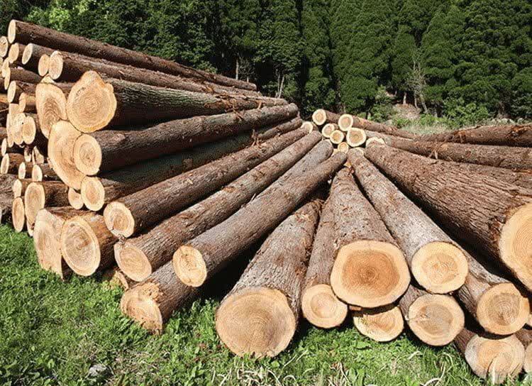 Iran moves to expand wood farming, restore natural resources