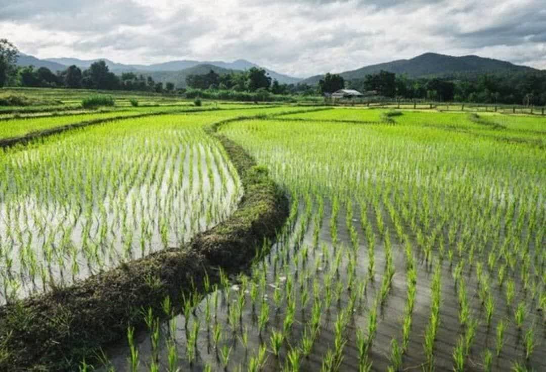 Iran develops climate-resilient rice varieties to sustain production
