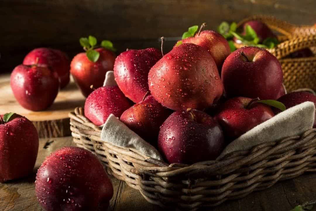 Maragheh Iran’s apple production, export hub: Official 