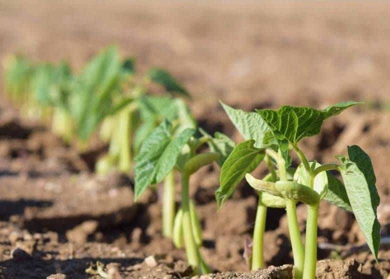 Fars expands ridge planting to improve bean production