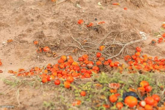 Iran targets halving food, agricultural losses by 2032